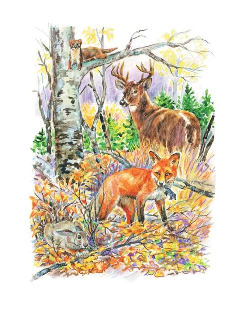 Кто живёт в лесу?, производитель АСТ , ISBN 978-5-17159-909-6, № 5