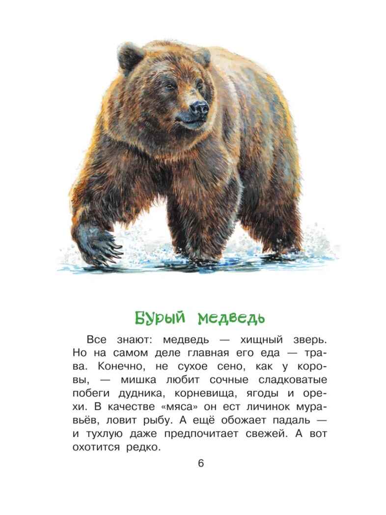 Кто живёт в лесу?, производитель АСТ , ISBN 978-5-17159-909-6, № 7