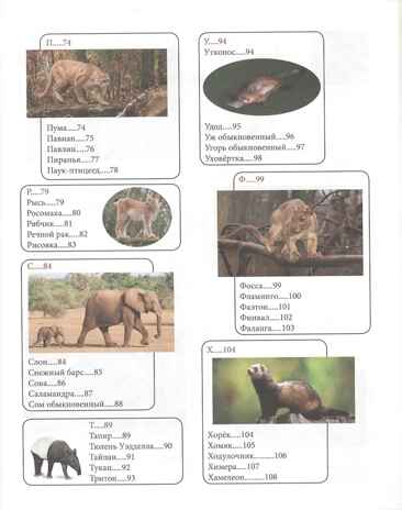 Животный мир от А до Я. Лучшая детская энциклопедия, производитель Проф-Пресс , ISBN 978-5-37834-645-5№ 7