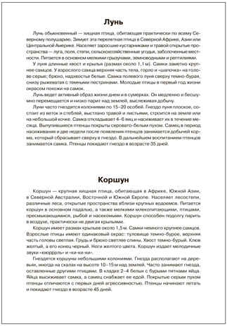 Мир в картинках. Птицы хищные. ФГОС. ФОП, производитель МОЗАИКА-СИНТЕЗ , ISBN 978-5-43151-508-8№ 5