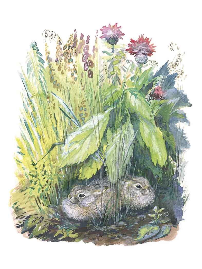 Большие и маленькие. Чарушин Е. И., производитель АСТ , ISBN 978-5-17162-137-7, № 5