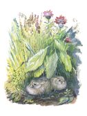 Большие и маленькие. Чарушин Е. И., производитель АСТ , ISBN 978-5-17162-137-7, № 5
