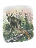 Большие и маленькие. Чарушин Е. И., производитель АСТ , ISBN 978-5-17162-137-7, № 7