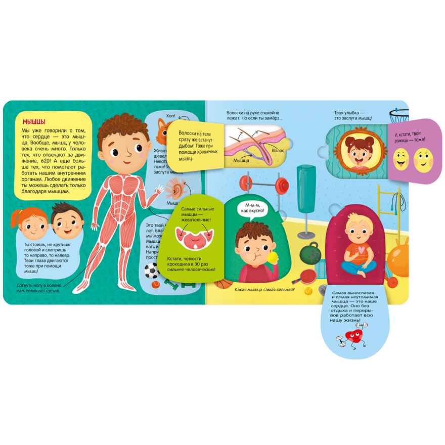 Тело человека (Книжки с окошками), производитель МОЗАИКА kids , ISBN 978-5-43152-332-8, № 3
